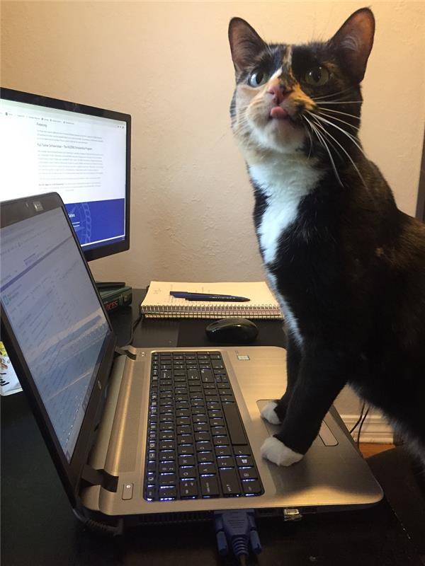 working cat